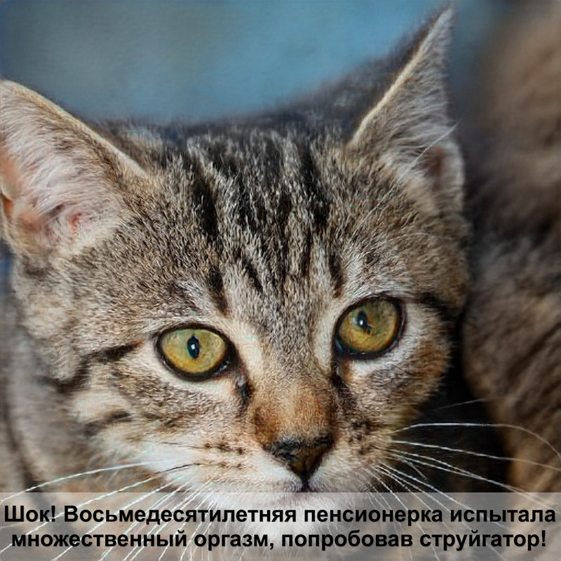 проплан для стерилизованных кошек