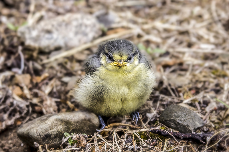 Blue-Tit-Chick800px.jpg