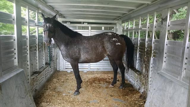 IMG_20170716_134444501