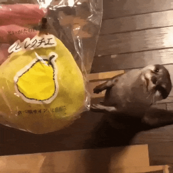 otter-2.gif