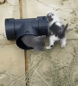 daily-gifdump-3377-08.gif