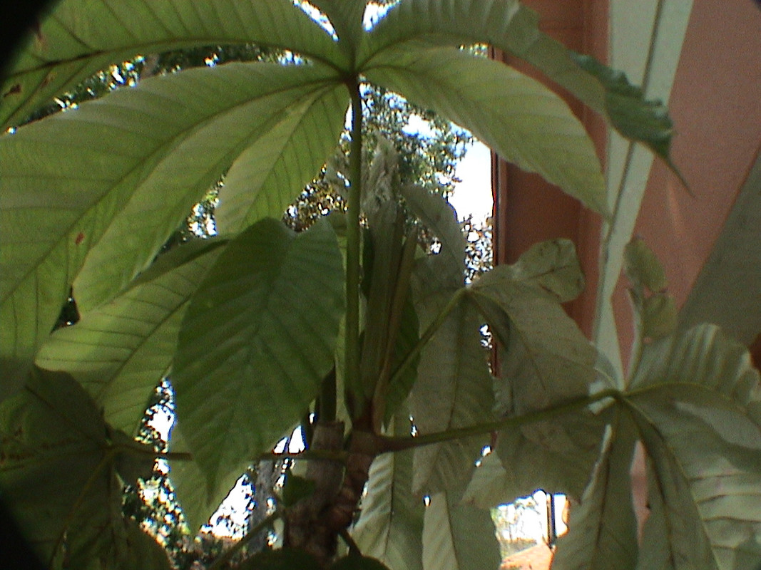 DSC00731
