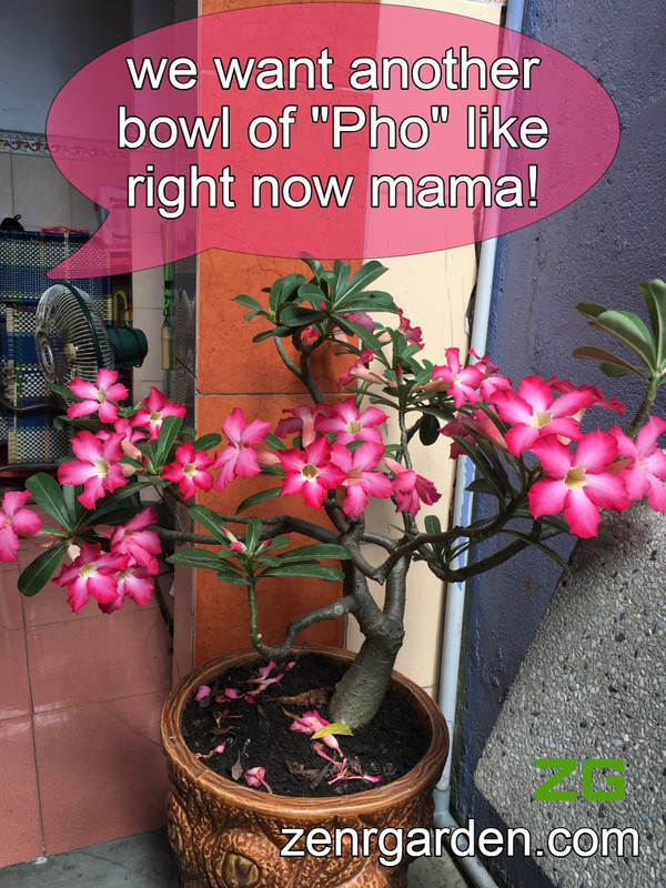 phosphorous-for-adenium-plant.jpg