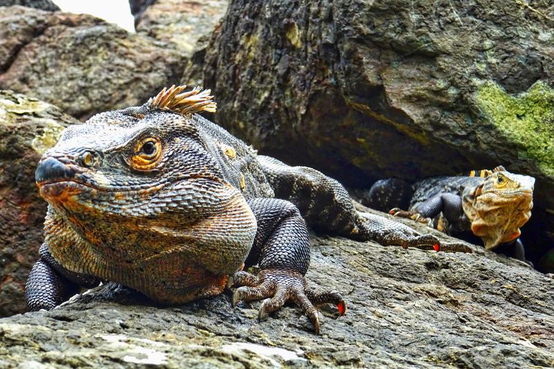 Día 14. Parque nacional Manuel Antonio - 3 semanas Costa Rica en autobús 2018 Oct (2)