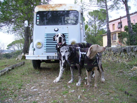 manteaux dogues 028 (Copier)