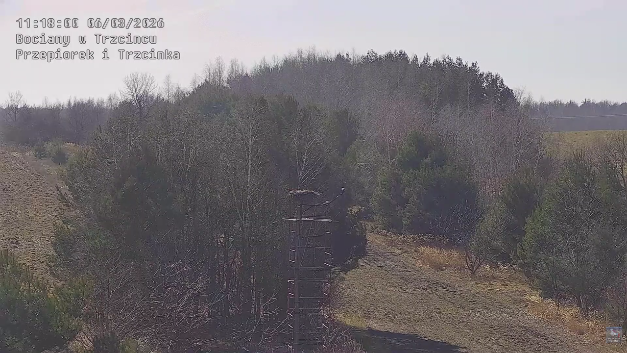 06032026 Prace przy gnieździe 4