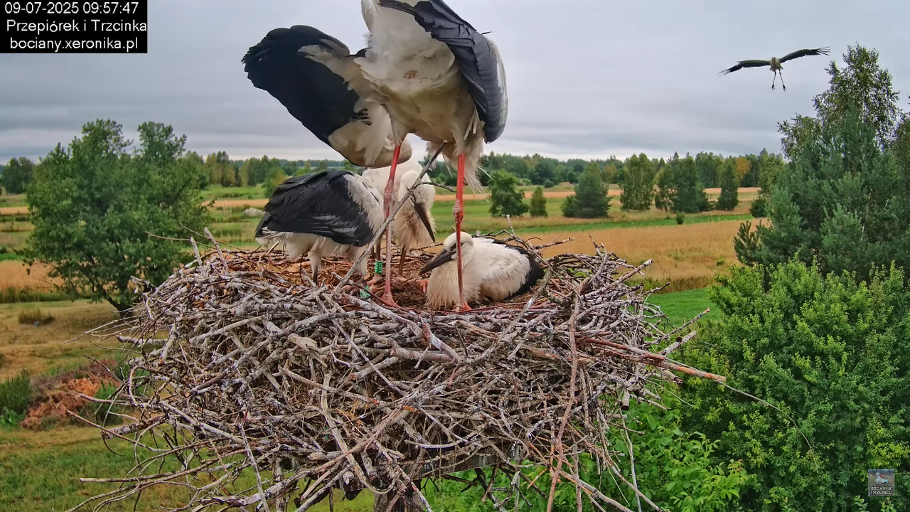 09072025bociany45