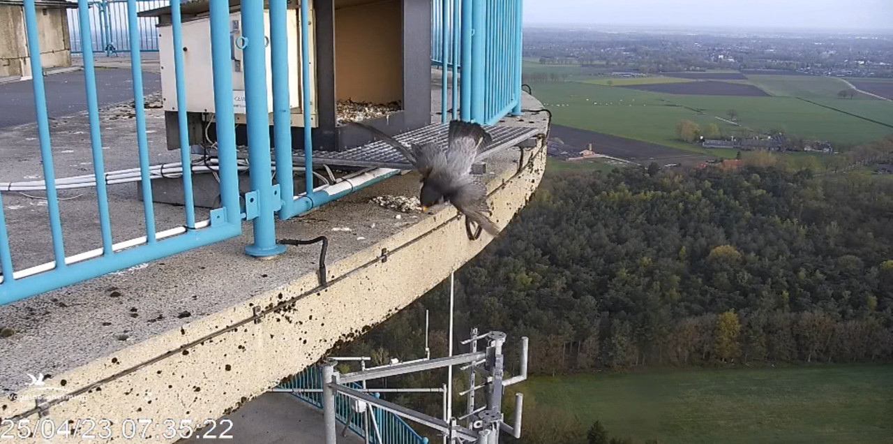 screenshots va 29 maart 2023 © VWGGemert/Vogelbescherming Nederland - Pagina 35 2023-04-25-073936