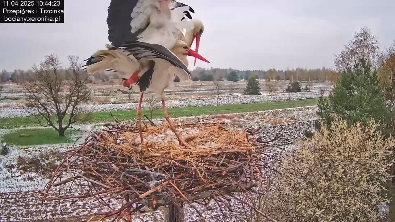 11042025bociany_19