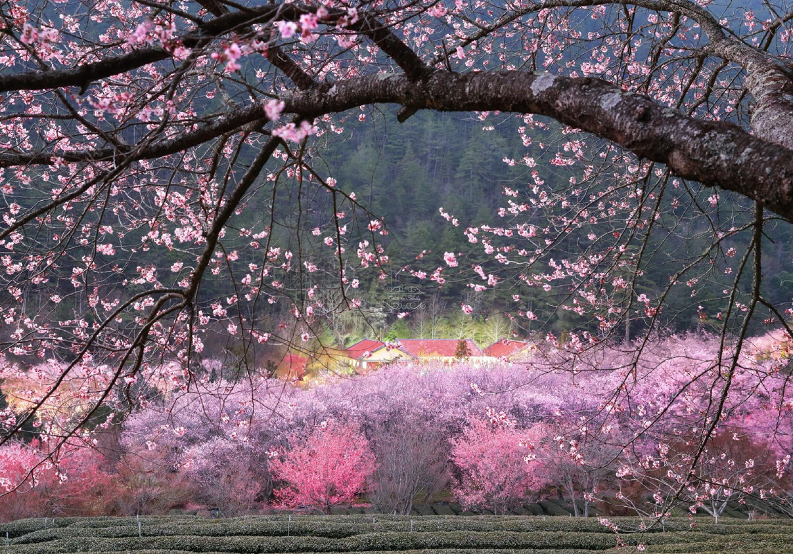 pinkcherryblossomshrubs.jpg