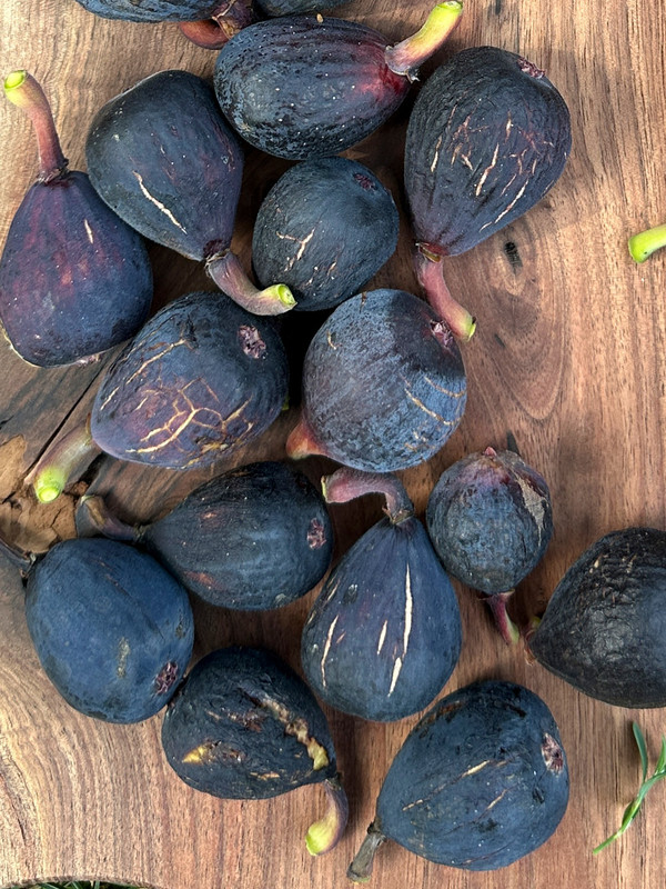 figs-60.jpg