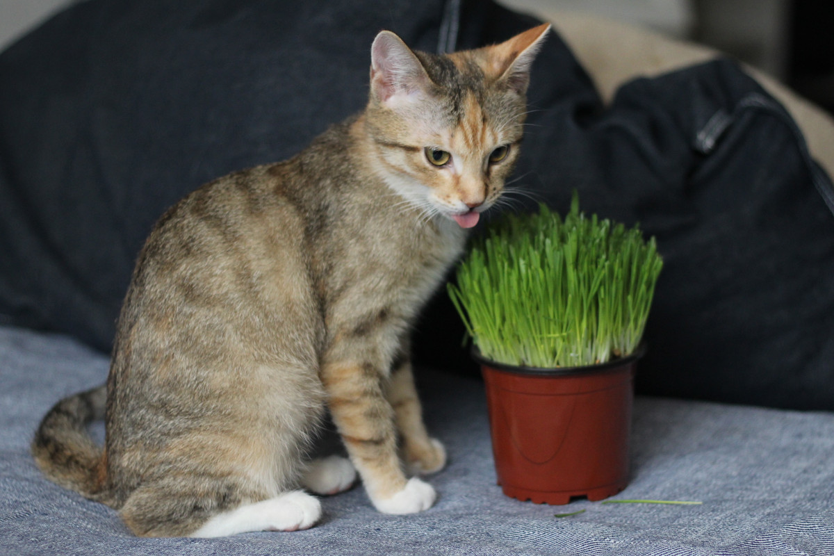 IMG_2249 — копия