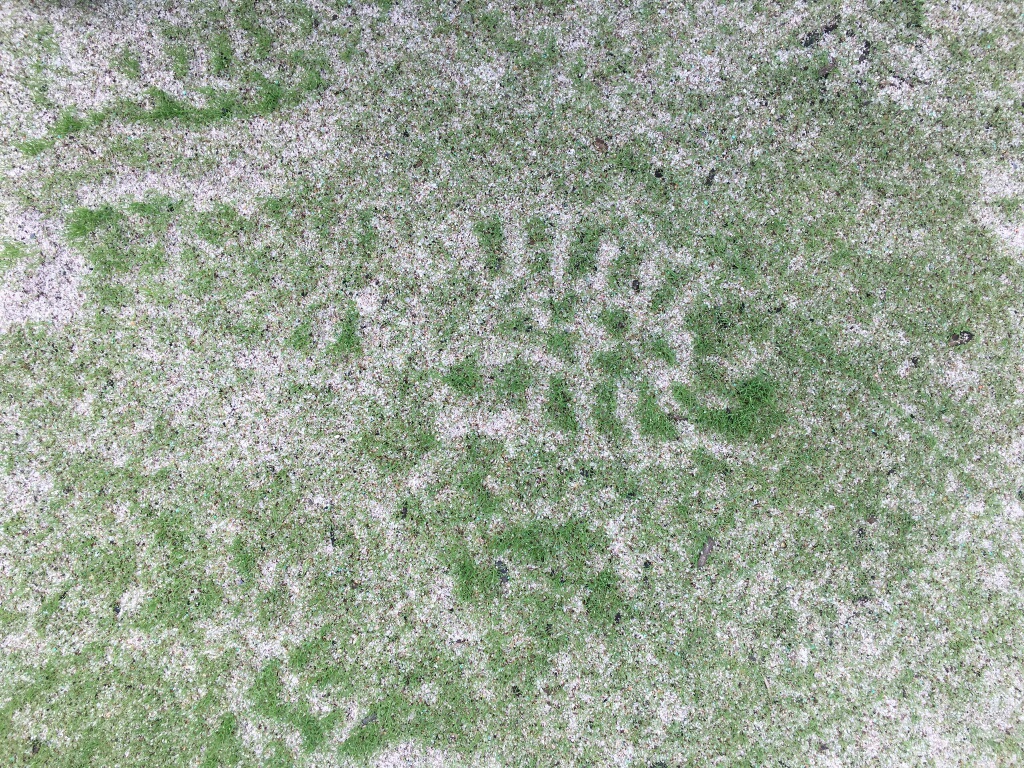 Is Rolling New Seed Really Necessary The Lawn Forum