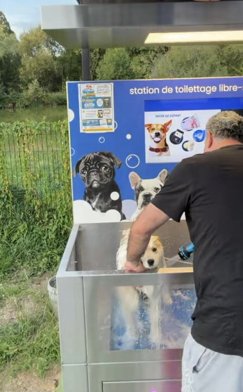 Chien dans la station de lavage
