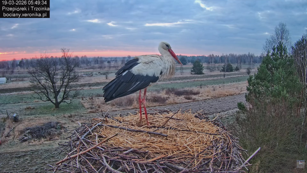 19032026 Przylot pierwszego bociana 4