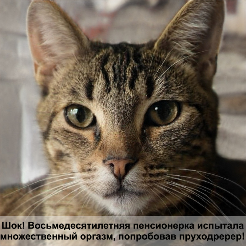 виды окрасок кошек