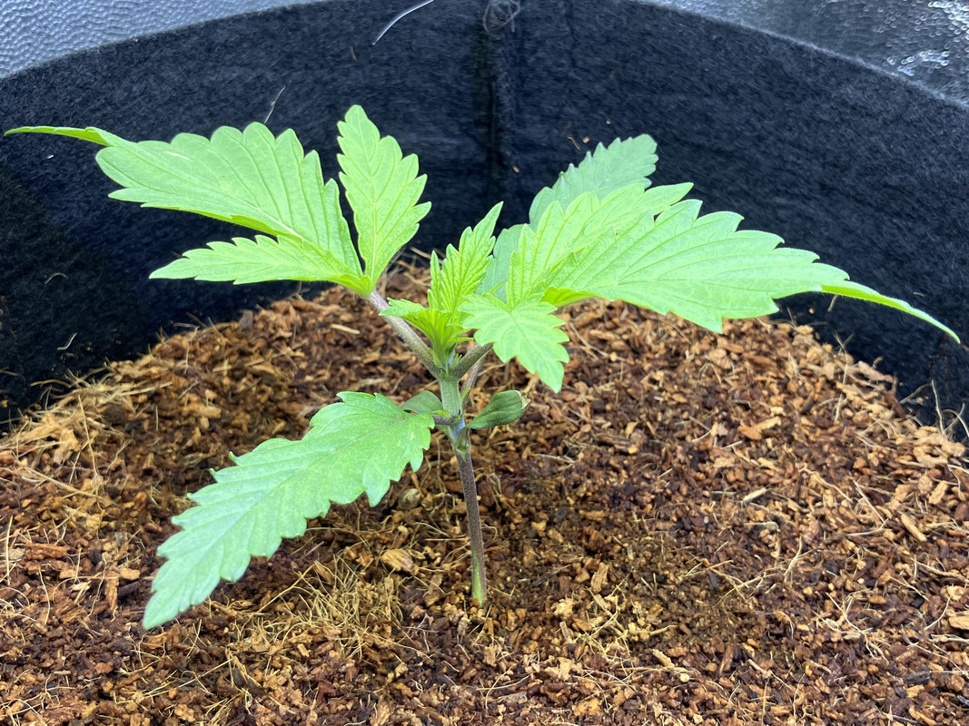 eIMG_1247(marzo 24 2023)