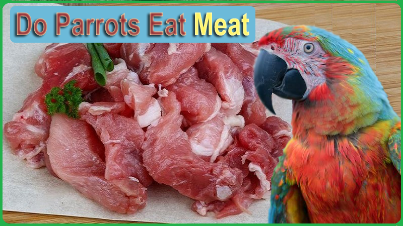 Do Parrots Eat Meat