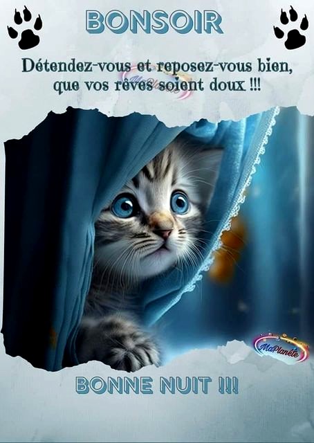bonsoir-le-chat