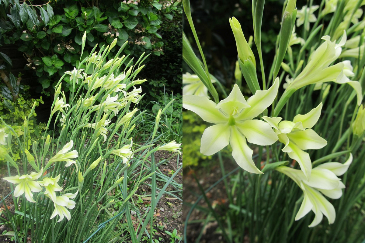 Gladiolus tristis