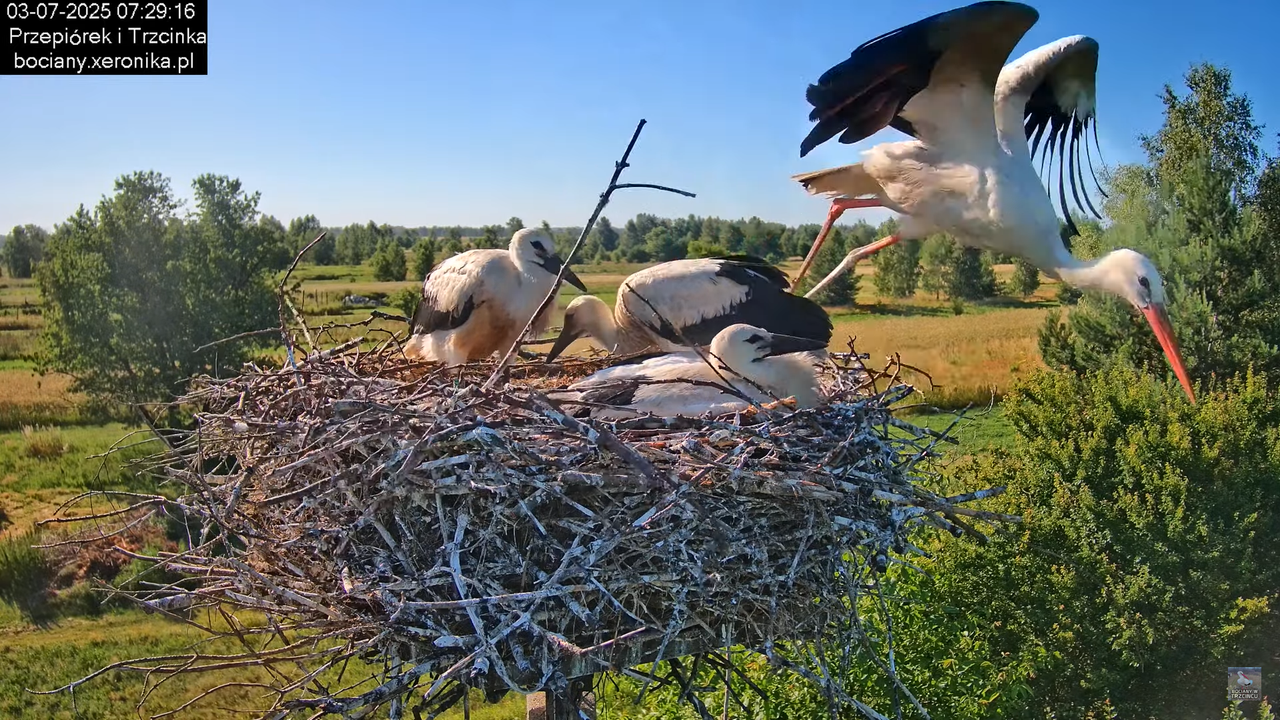 03072025bociany15