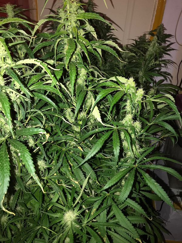 D5A3D91B-E4C1-4E7B-A1AD-C7304F0B6F4E