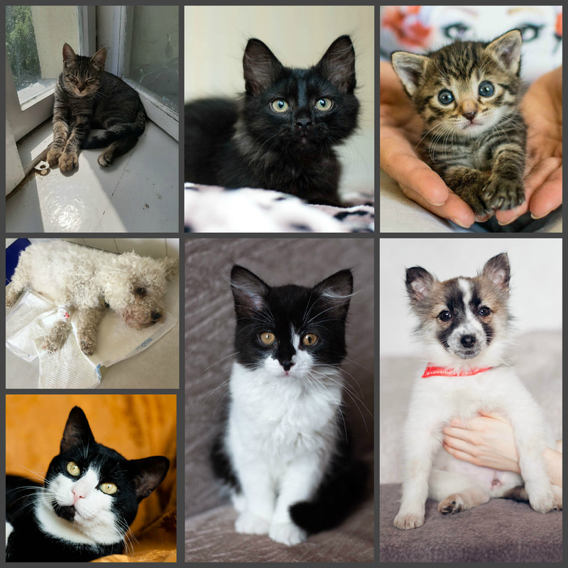 новый коллаж4