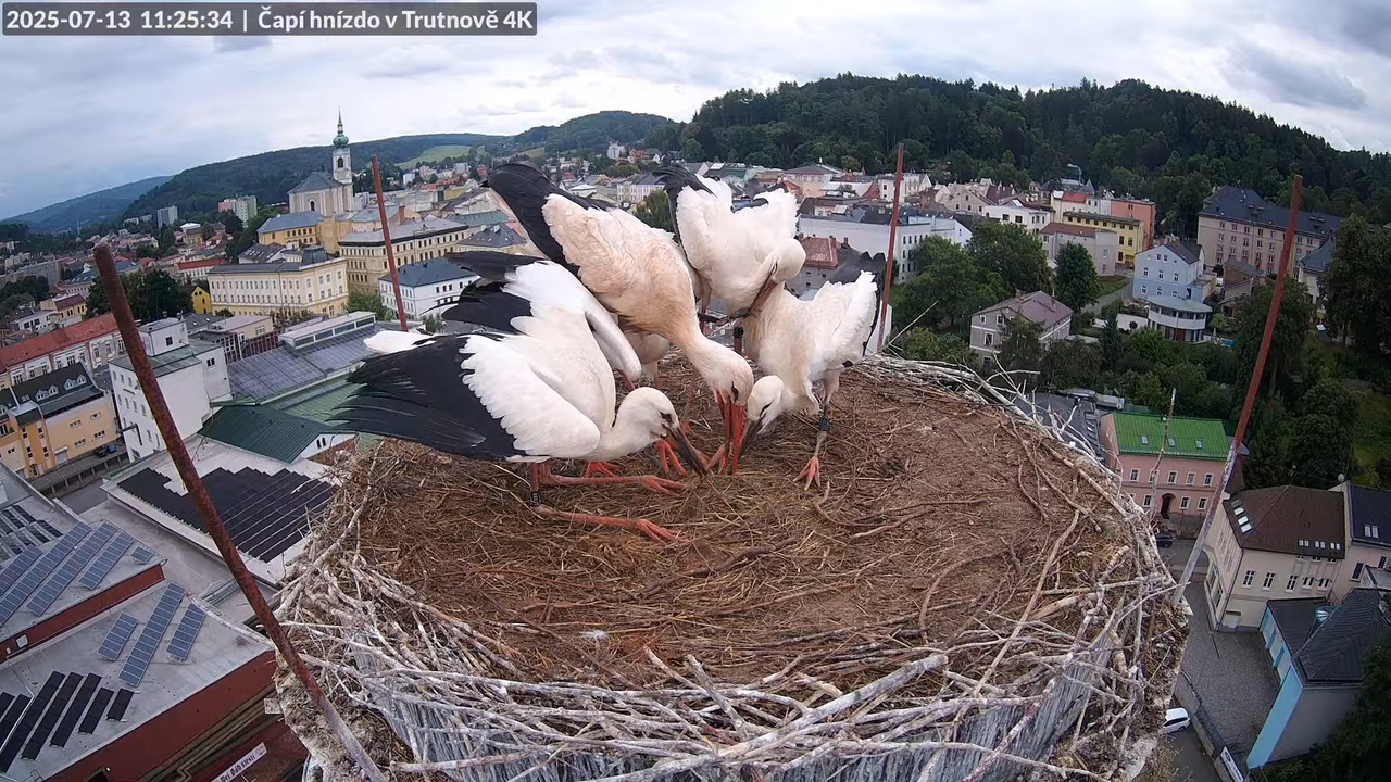 Tiešraide no stārķa ligzdas uz alus darītavas skursteņa Trutnovā 8-47-18 screenshot