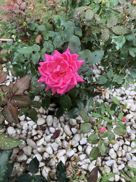 [Image: 313-B1-F92-89-CF-4305-B951-CE37068-CB778.jpg]