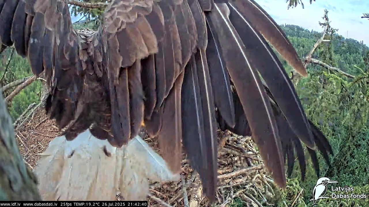 vlcsnap-2025-07-27-04h50m08s662