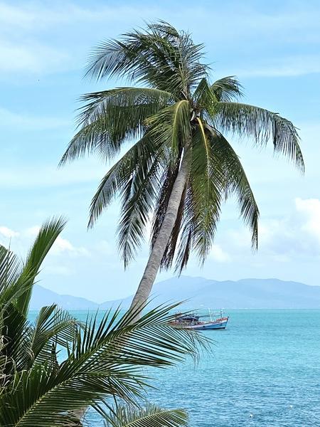 Koh Samui, feb 2026