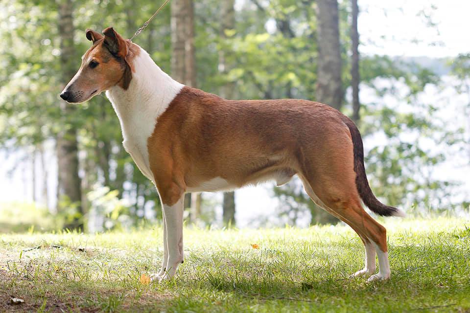 Sileäkarvainen collie, Sandcastle´s Save The King