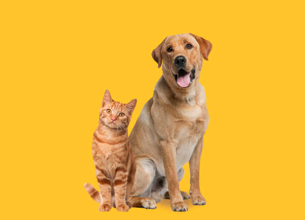 Pet Food Storage For Cats