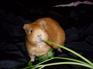 Peronel-and-parsley.jpg