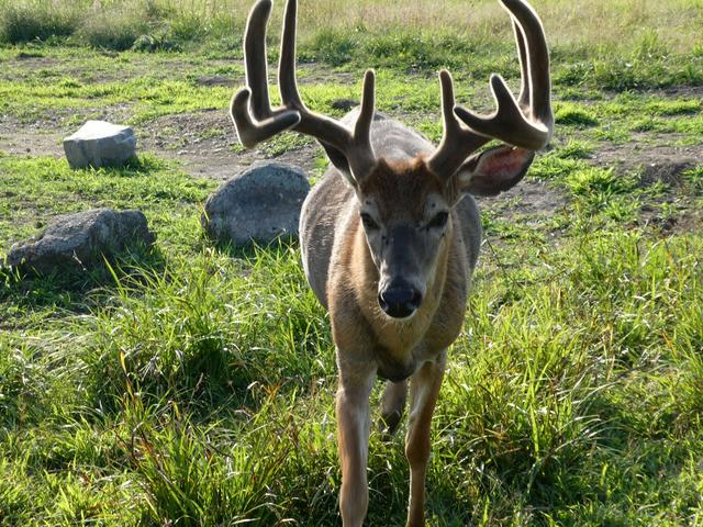 Sucrerie de la Montagne y Parc Omega - DOS SEMANAS EN EL ESTE DE CANADÁ (ONTARIO Y QUÉBEC) (26)