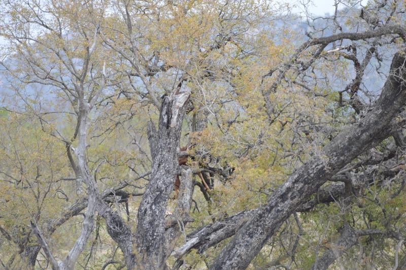 DÍA 9:  KRUGER (Berg-en-Dal – Lower Sabie) - Sudáfrica y Seychelles 2018 -  Una Honeymoon llena de vida (3)