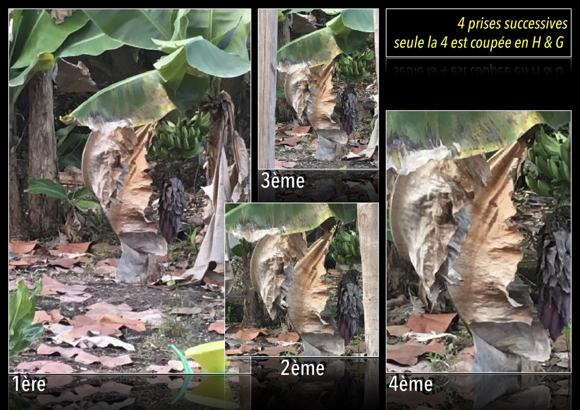 Profil incertain feuille bananier