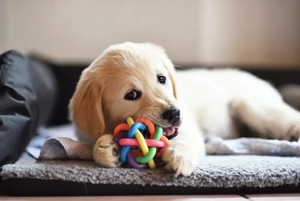 Toys for dog