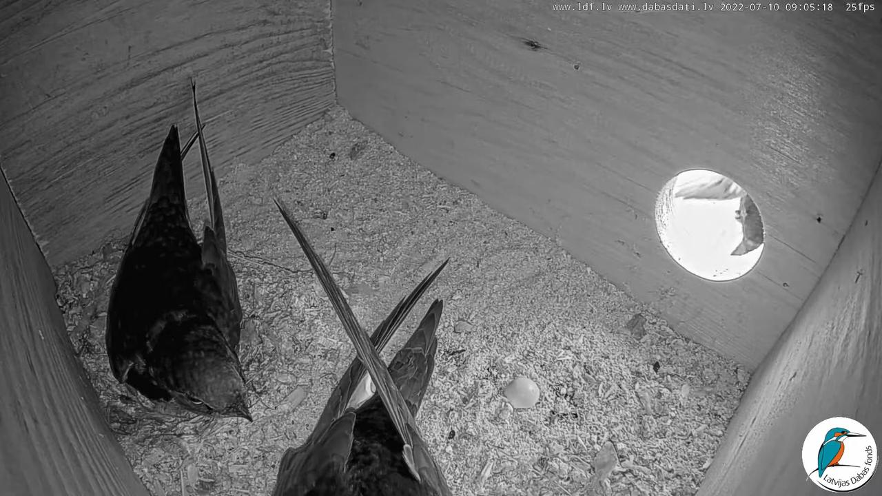 Svīre (Apus apus) Cēsu pils - LDF tiešraide _ Būris 2-44-23 screenshot