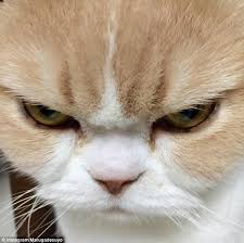 cat-scowl.jpg