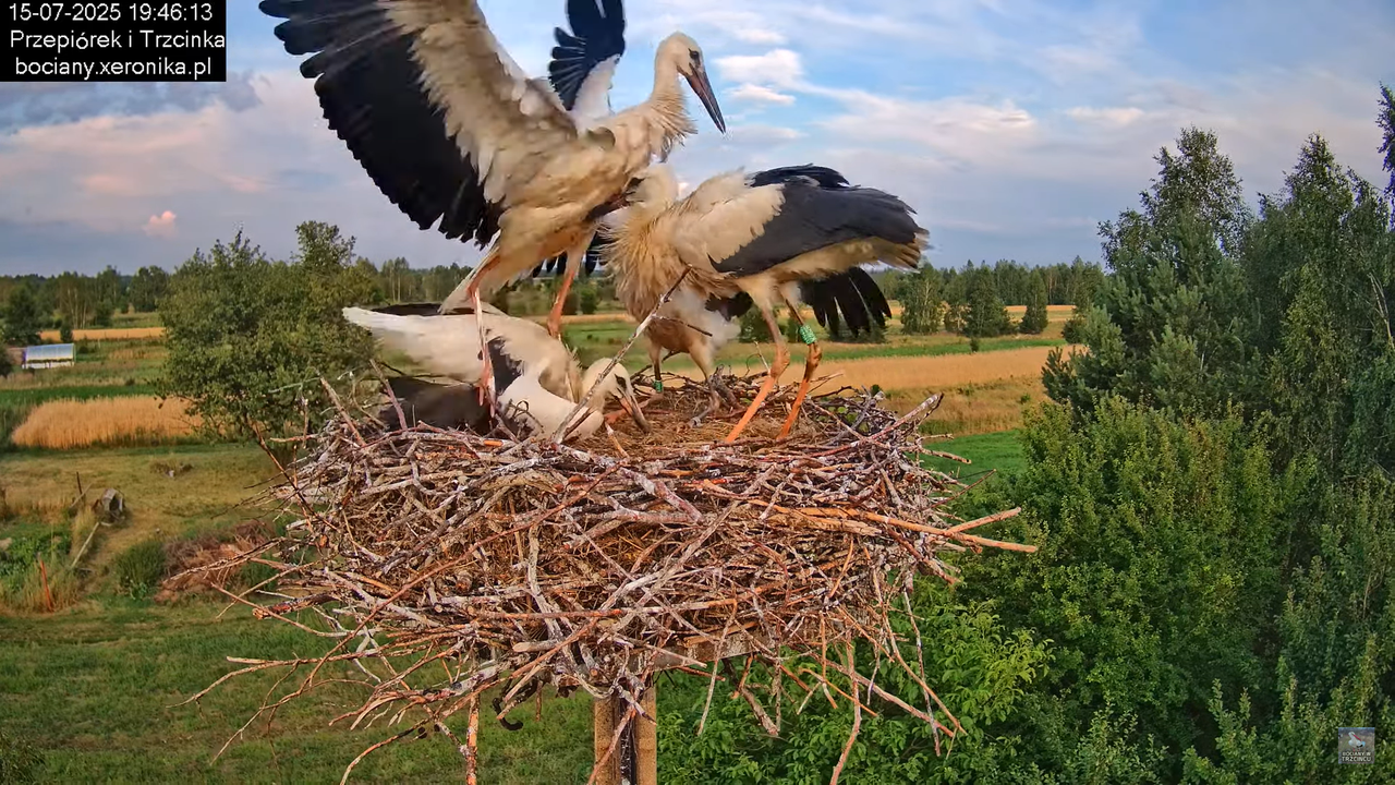 15072025bociany38