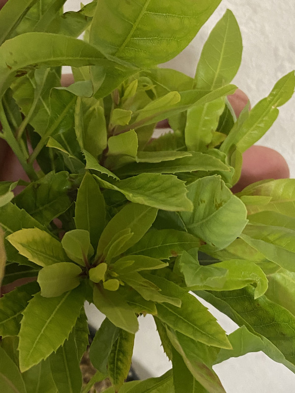 EE6A6AE2-46C8-4568-BBC7-67E77AA27EB1