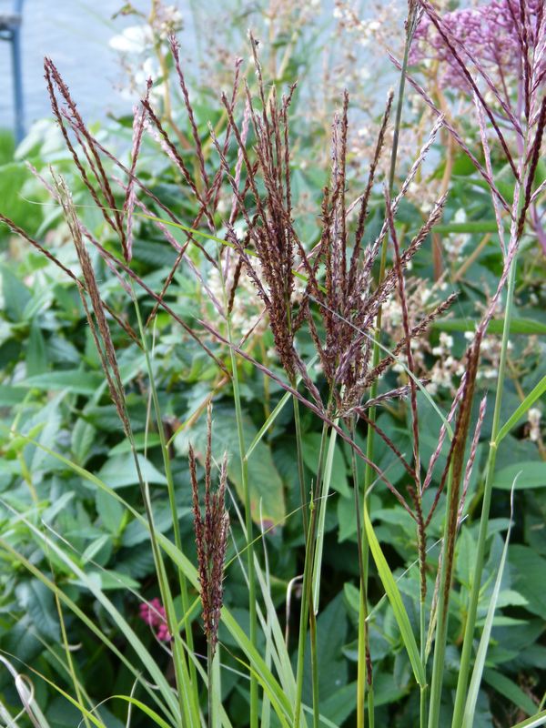 2014-09-02 Miscanthus Sämling 2