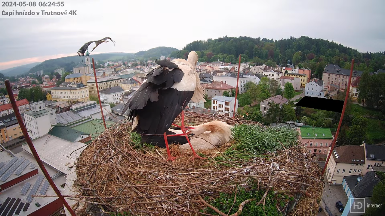 Tiešraidē no stārķa ligzdas uz alus darītavas skursteņa Trutnovā 6-45-56 screenshot