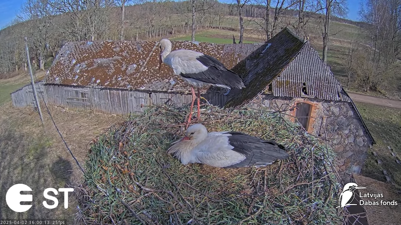 Baltie stārķi (Ciconia ciconia) Tukuma novadā __ White storks in Tukums, Latvia - YouTube - 819_18