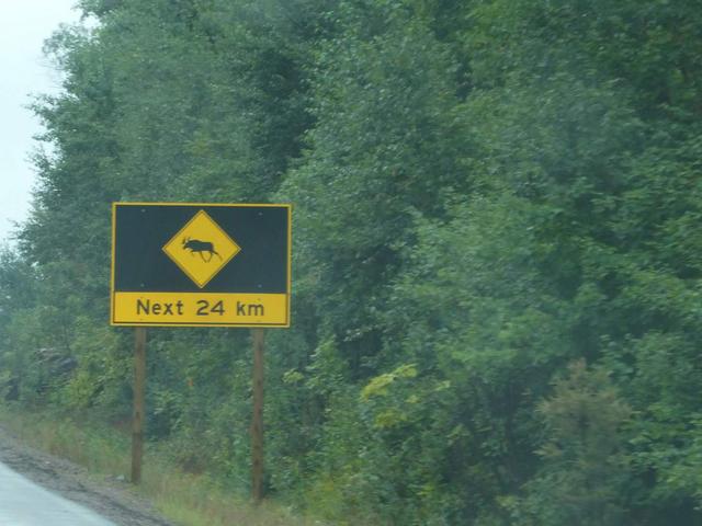 Parque Provincial de Algonquin - DOS SEMANAS EN EL ESTE DE CANADÁ (ONTARIO Y QUÉBEC) (14)