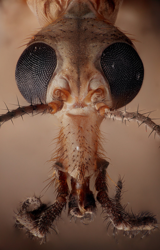 tipula_banc_tete01_10x