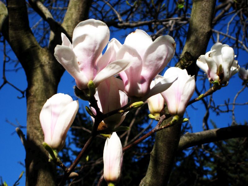 magnolia_bela_cvet