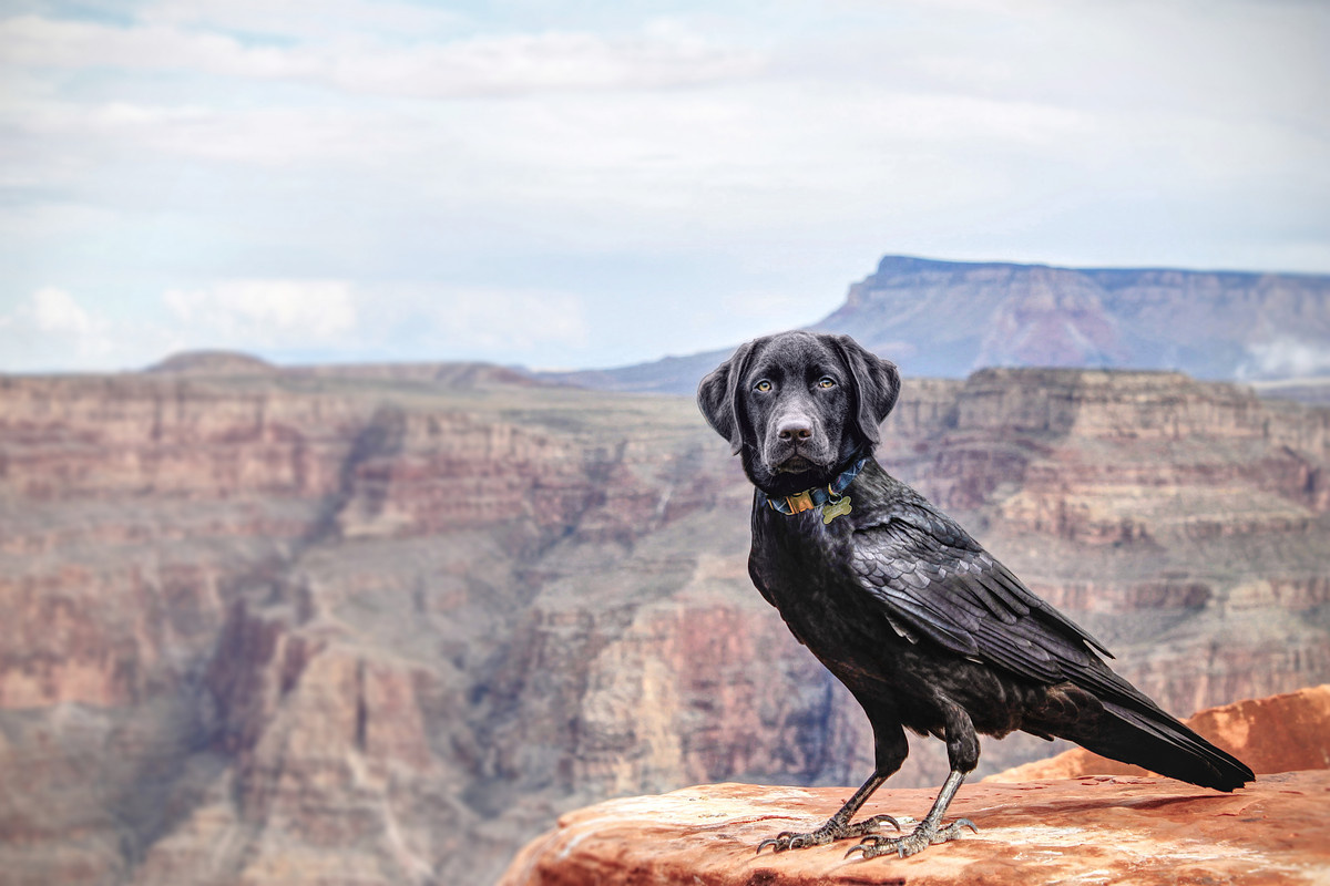 T-te-change-Labrador-Corbeau_1