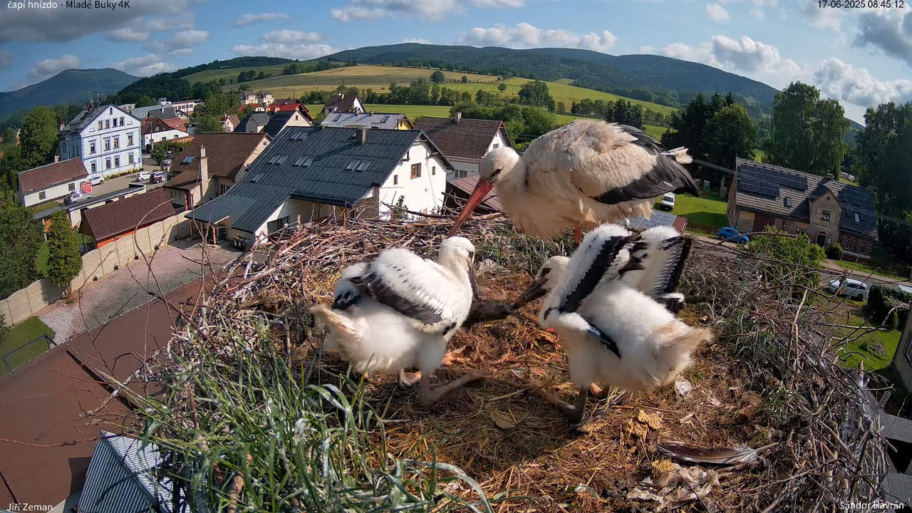 Tiešraides kamera — Mladé Buky — stārķa ligzda 4K 10-13-37 screenshot